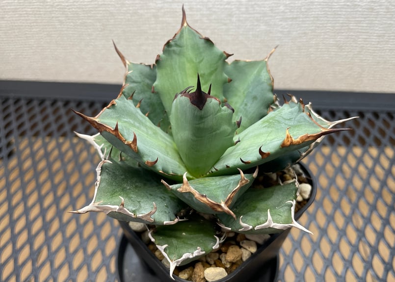 アガベ・チタノタ「姫厳龍（ひめげんりゅう）」小型A台湾輸入・発根済