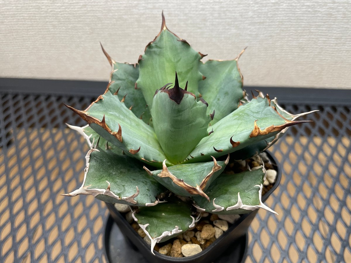 アガベ・チタノタ「姫厳龍（ひめげんりゅう）」小型A台湾輸入・発根済