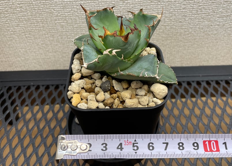 アガベ　チタノタ　オテロイ　緑犀牛　トップ太　2 アガベ チタノタ オテロイ 緑犀牛 トップ太 2 MW】国産優良血統