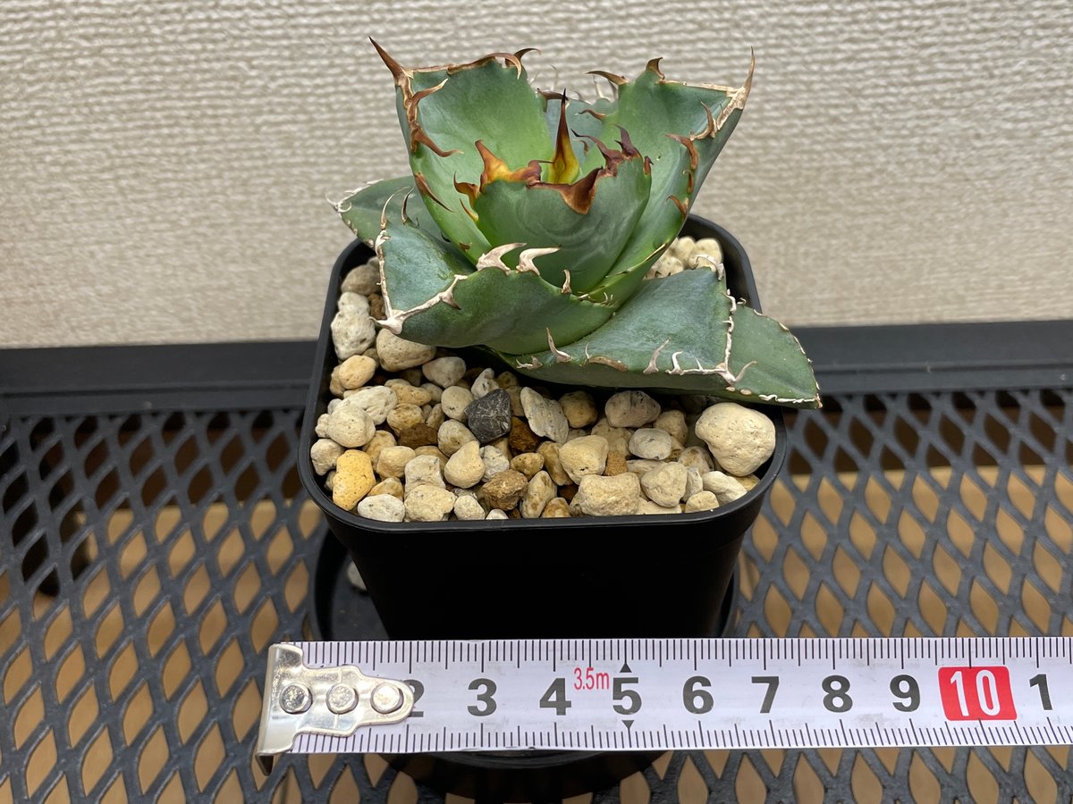 緑犀牛　アガベ チタノタ 巌龍 アガベ・チタノタ「緑犀牛（Green Rhino）」小型G 台湾輸入・発