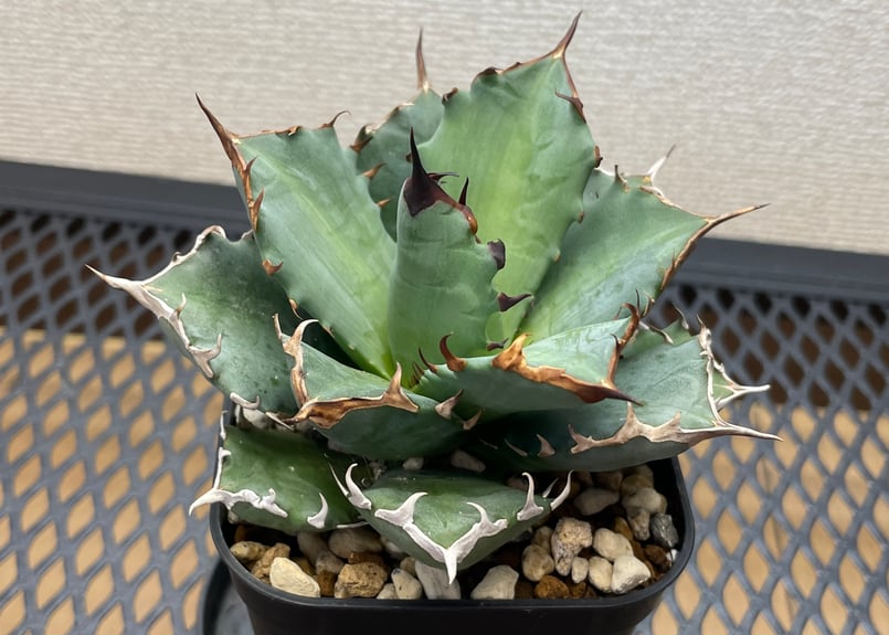 アガベ・チタノタ「姫厳龍（ひめげんりゅう）」小型A台湾輸入