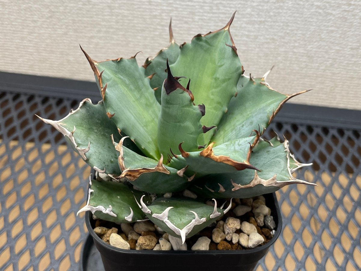 アガベ チタノタ 姫厳龍 ムチプリ 発根済 アガベ・チタノタ「姫厳龍