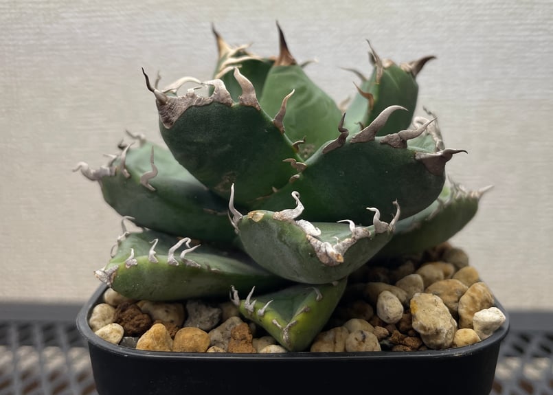 チタノタ魔丸　強棘暴牙 優良血統(発根済) 管理No.18321784】アガベ チタノタ 魔丸（発根済） ｜ Agave