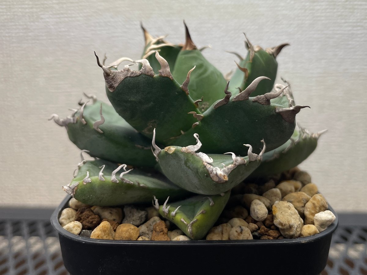 アガベ・チタノタ「魔丸（ままる）」小型A台湾輸入・発根済 | アガベ