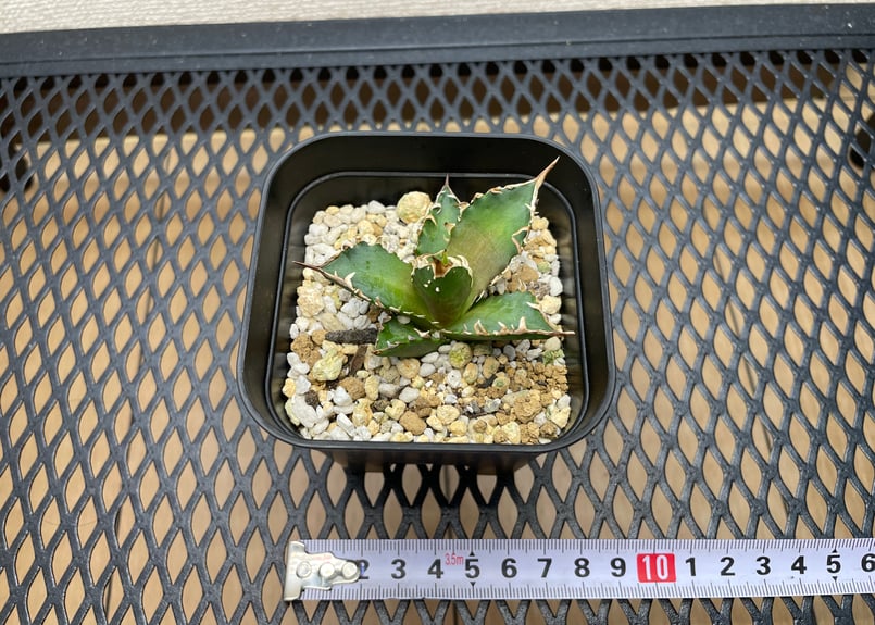 アガベ・チタノタ「赤猫（レッドキャットウィーズル）」裏棘・小型B