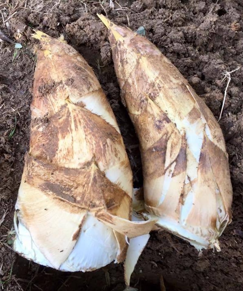 白筍の匠 君塚農園