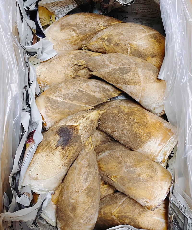早掘り筍 5kg | 君塚農園
