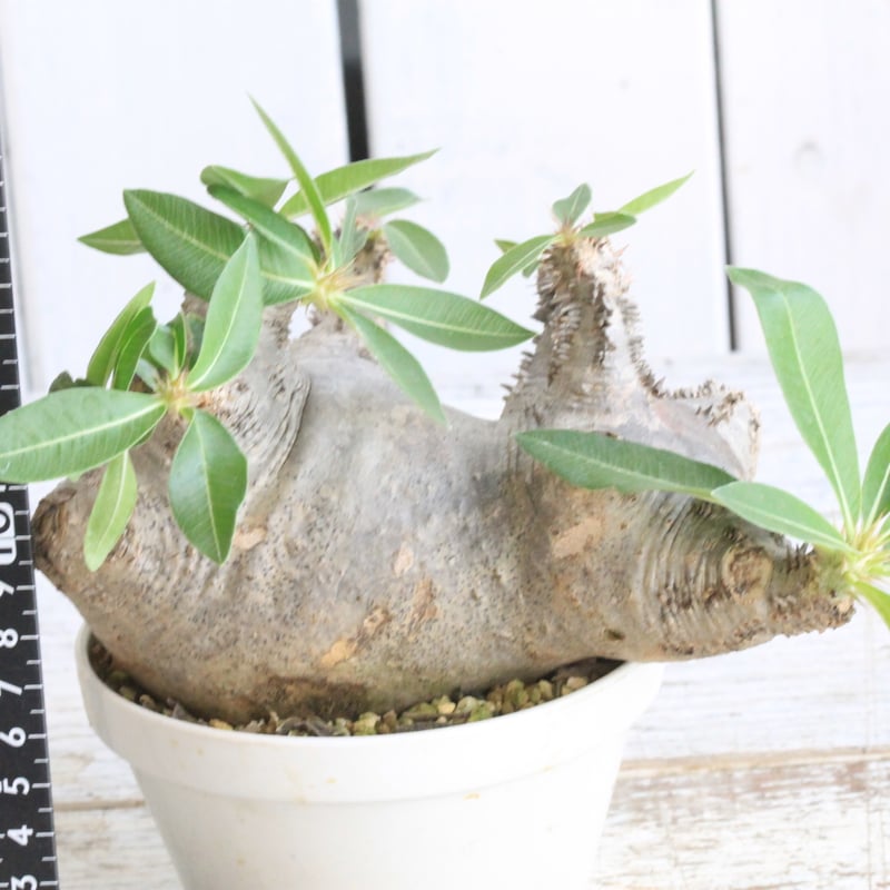 パキポディウム マカイエンセ 現地球 | botanical.shop