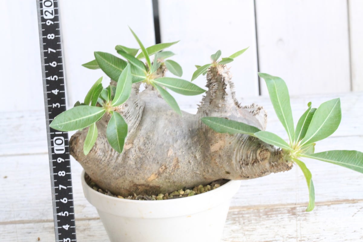 マカイエンセ パキポディウム 限地球株 パキポディウム マカイエンセ 現地球 | botanical.shop