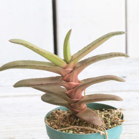 ガステリア | STORES