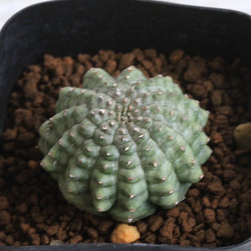 亀甲オベサ ユーフォルビア サボテン 児玉の親父から引き継いで4年半。 だいぶ大きくなった亀甲オベサ