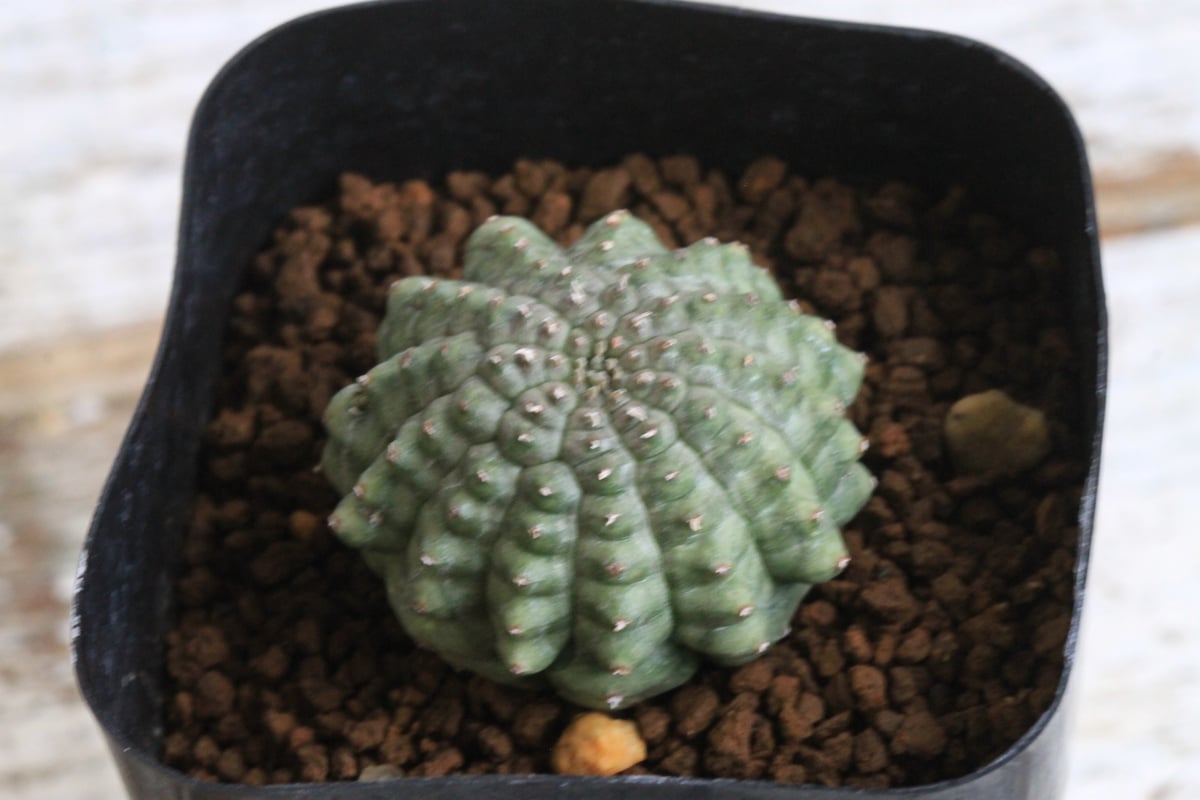 亀甲オベサ　レアな植物　ユーフォルビア　オベサ 亀甲オベサ レアな植物 ユーフォルビア オベサ - メルカリ