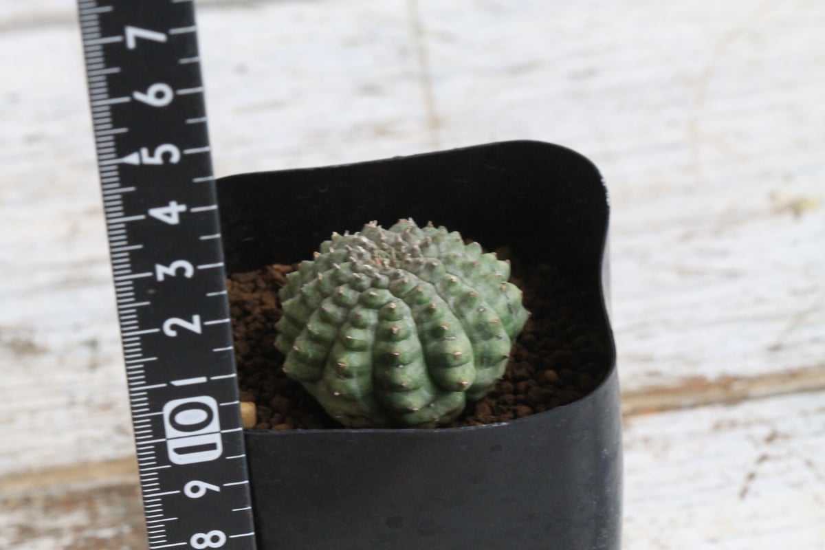 ユーフォルビア 亀甲オベサ | botanical.shop