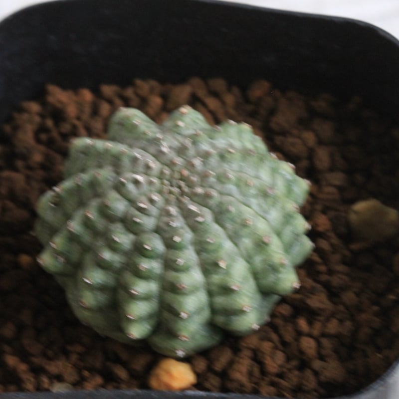 ユーフォルビア 亀甲オベサ | botanical.shop