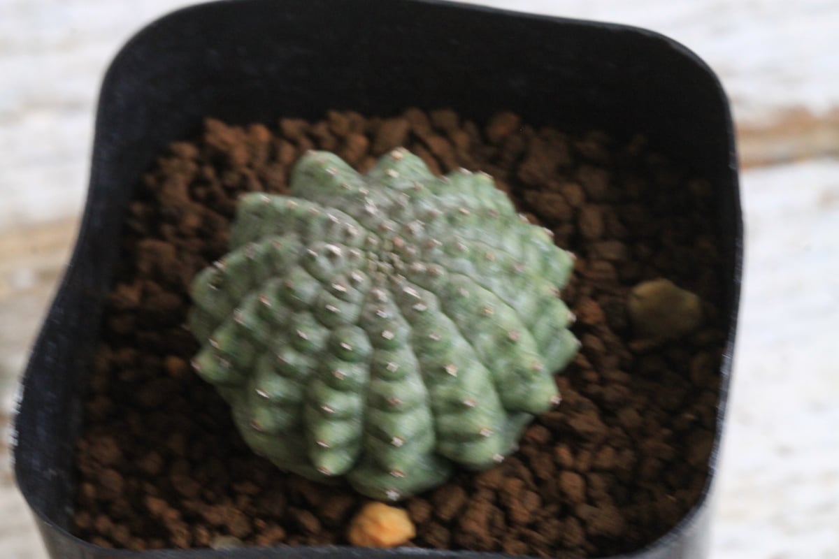 ユーフォルビア 亀甲オベサ | botanical.shop