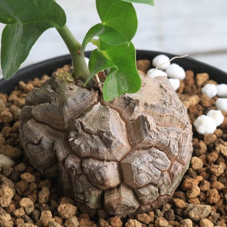 最終値下げ価格実生　亀甲竜　鶴仙園産 亀甲竜 | STORES