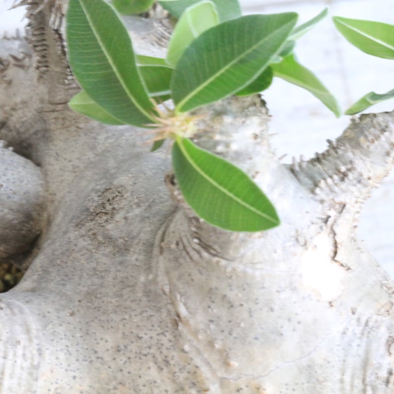 パキポディウム マカイエンセ 現地球 パキポディウム マカイエンセ 現地球 | botanical.shop