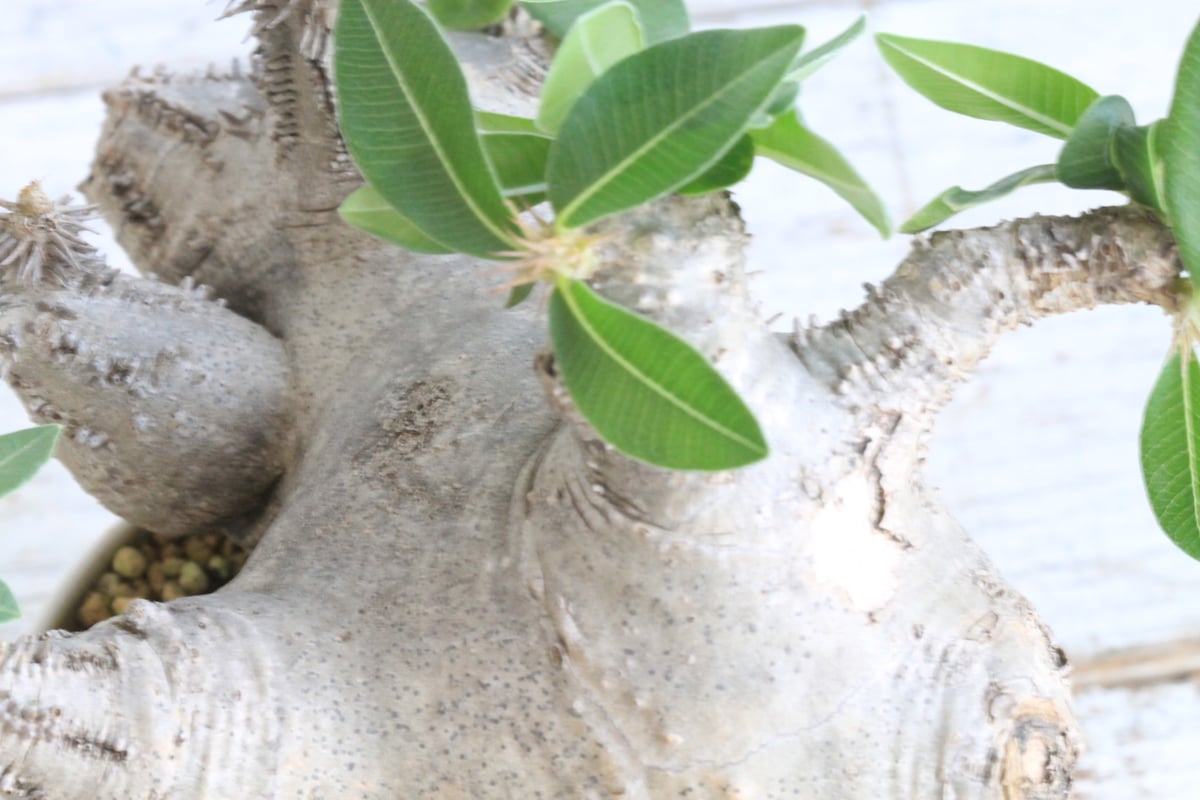 パキポディウム マカイエンセ 現地球 | botanical.shop