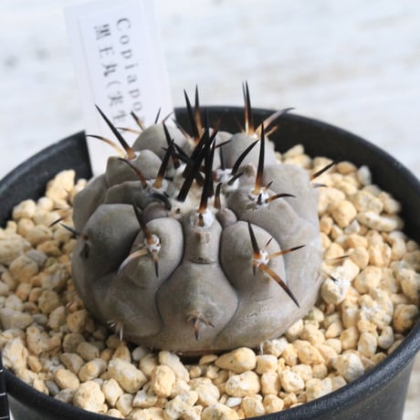 コピアポアシネレア黒王丸 | STORES