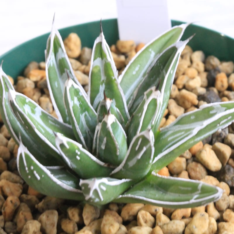 アガベ 特選笹の雪（白爪）④ | botanical.shop