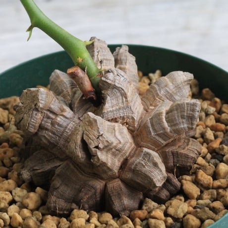 アフリカ亀甲竜　発根済　ディオスコレア エレファンティペス ディオスコレア・エレファンティペス