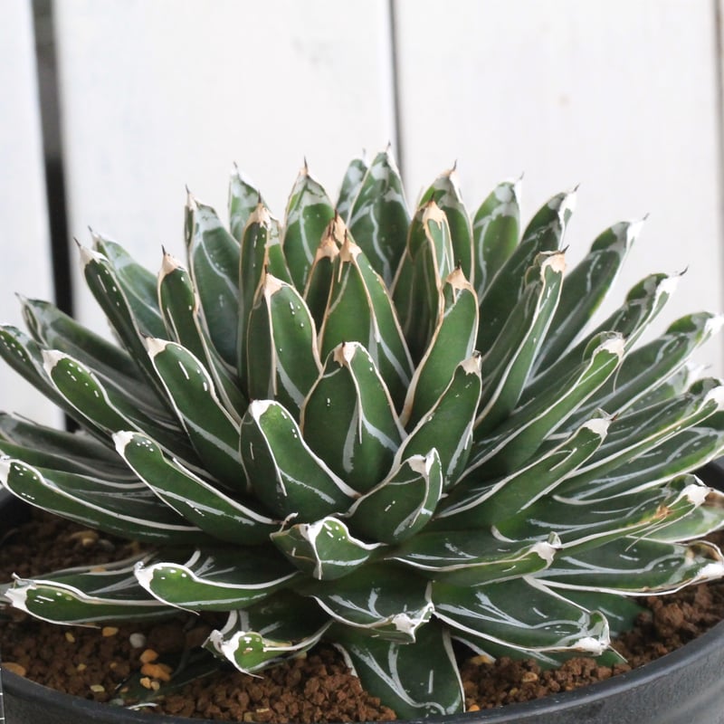 アガベ 姫笹の雪（特ペンキタイプ）④ | botanical.shop