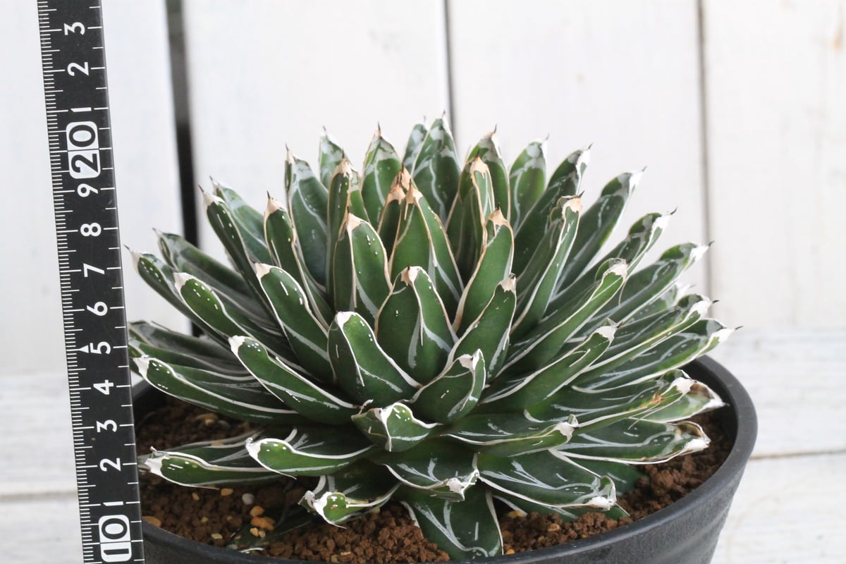 アガベ 姫笹の雪（特ペンキタイプ）④ | botanical.shop