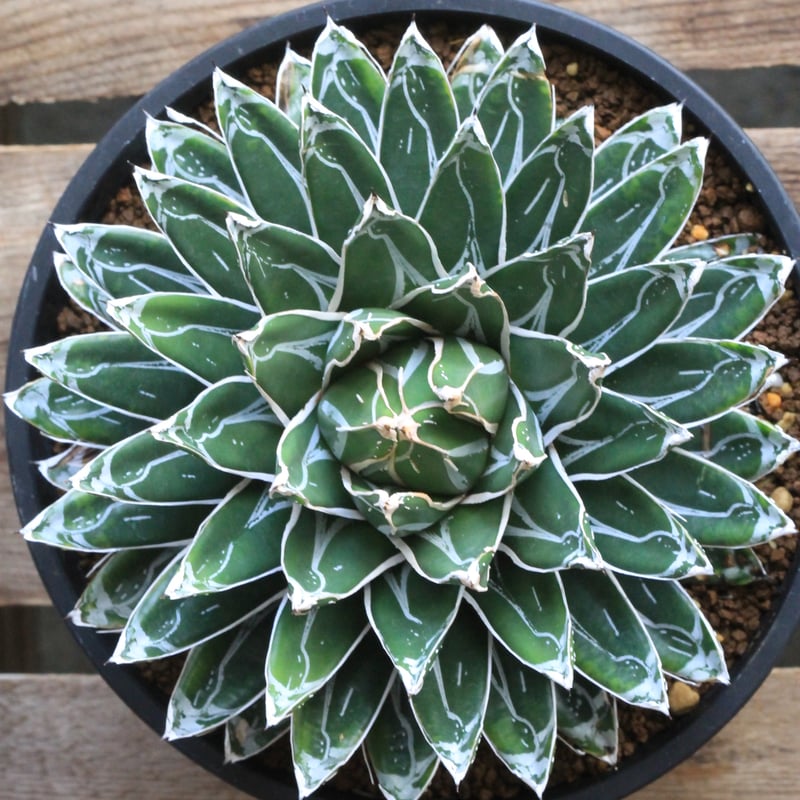 アガベ 姫笹の雪（特ペンキタイプ）④ | botanical.shop