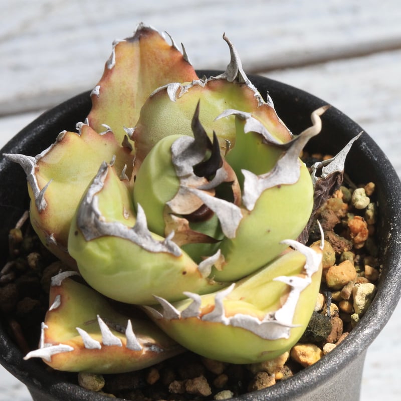 アガベ チタノタ （臼田） | botanical.shop