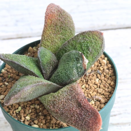 ガステリア ハイブリッド 軍配恐竜×臥牛 4号ブラックポット 美株