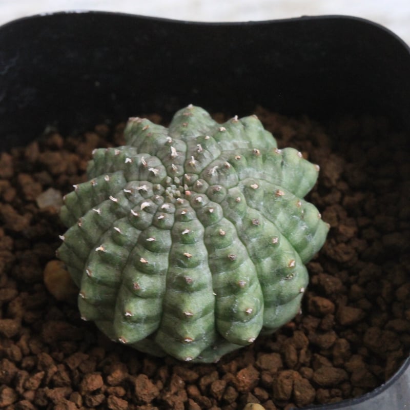 亀甲オベサ　カキコ自根　ユーフォルビア　サボテン 亀甲オベサユーフォルビアカキコ自根サボテン