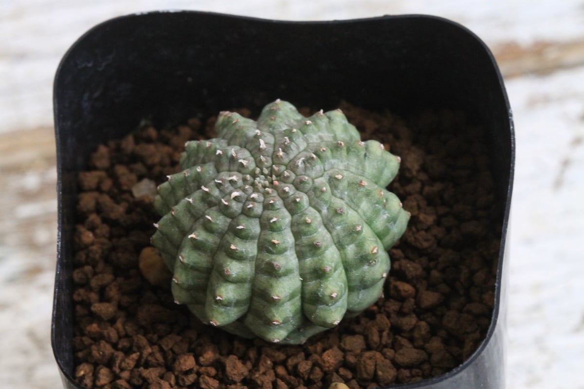 希少 ユーフォルビア 亀甲 オベサ sp ユーフォルビア 亀甲オベサ | botanical.shop