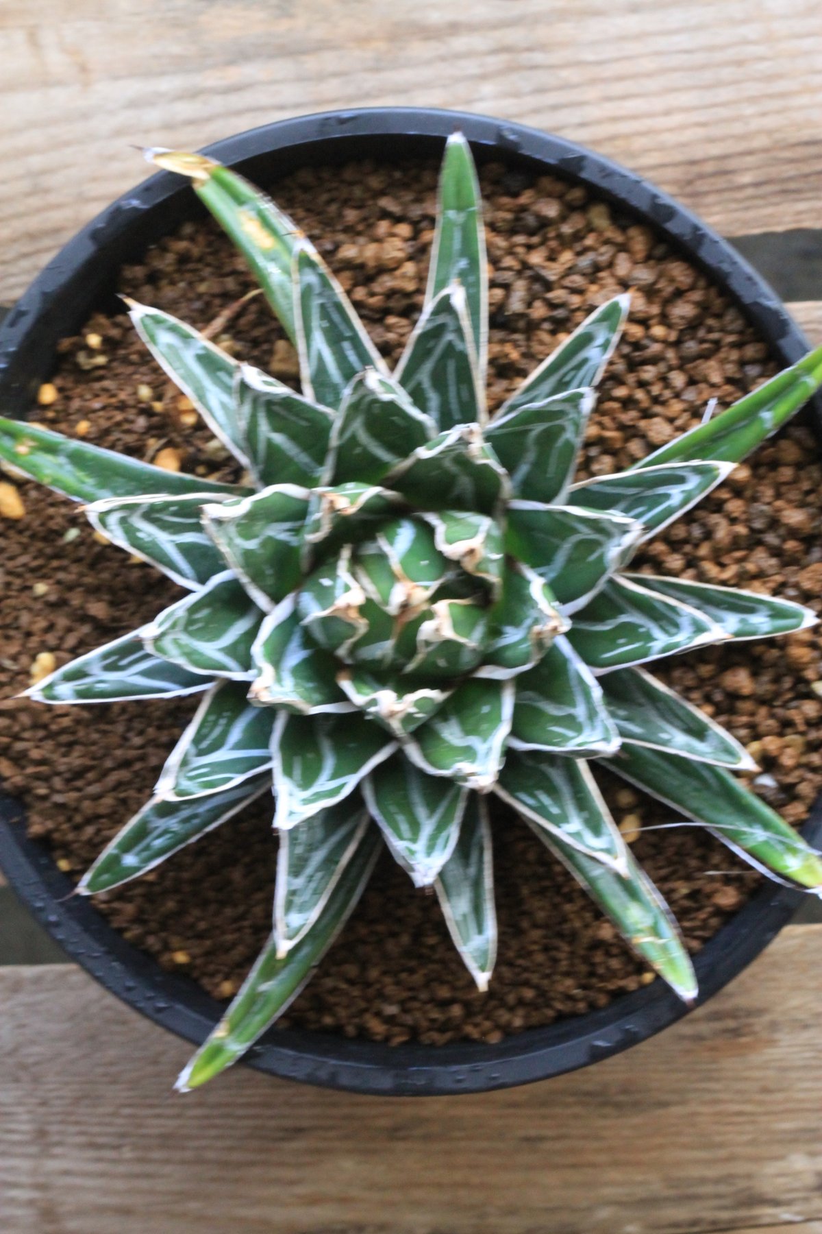 アガベ 姫笹の雪（特ペンキタイプ）① | botanical.shop