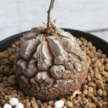 亀甲竜 | STORES 亀甲竜 | STORES