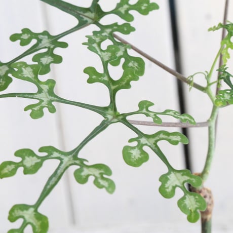 アデニア　ペリエリ