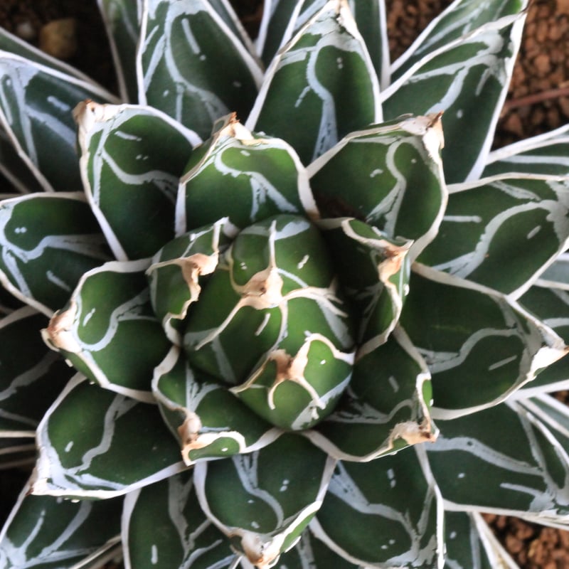 アガベ 姫笹の雪（特ペンキタイプ）② | botanical.shop