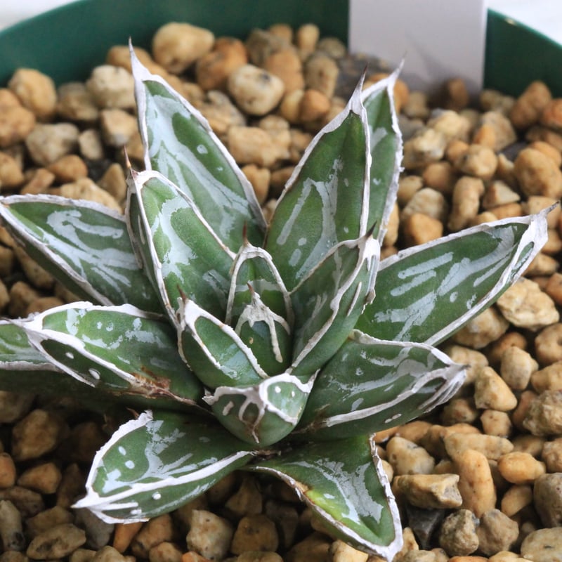 アガベ 特選笹の雪（白爪）⑥ | botanical.shop