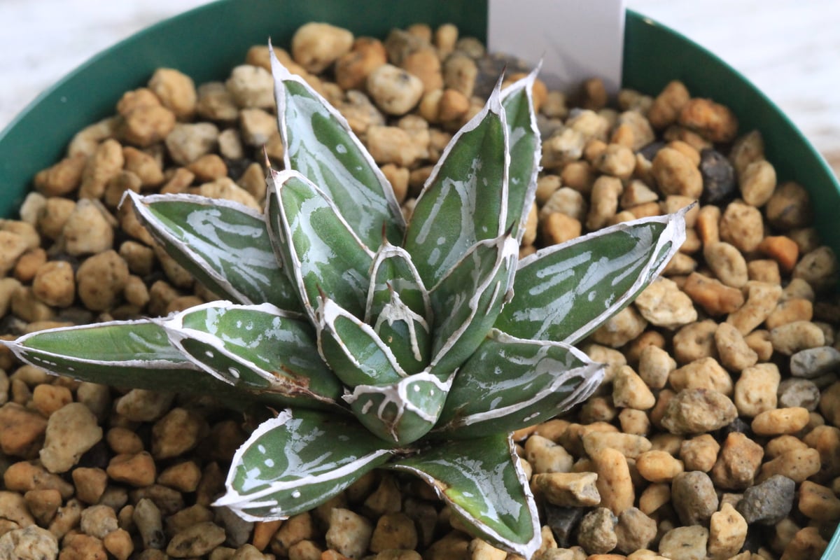 アガベ 特選笹の雪（白爪）⑥ | botanical.shop