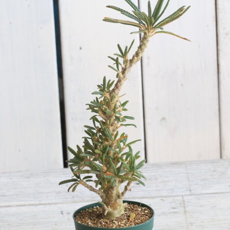 ブラータ | STORES