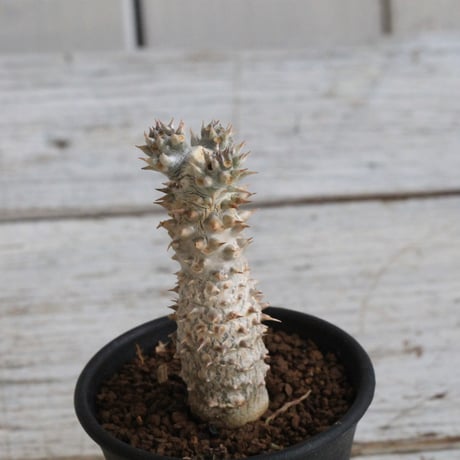 パキポディウムタッキー | STORES