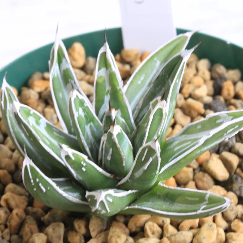 アガベ 特選笹の雪（白爪）④ | botanical.shop