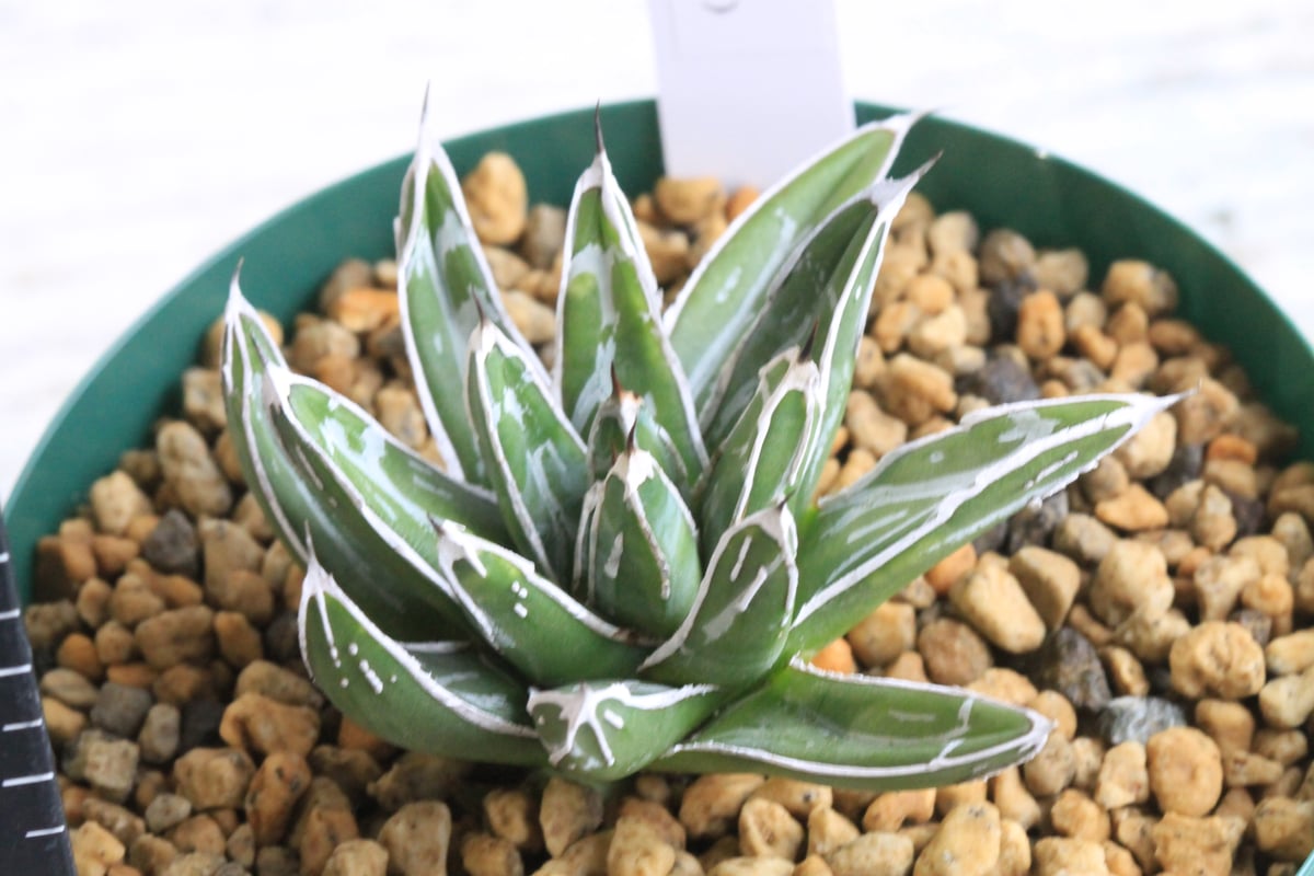 アガベ 特選笹の雪（白爪）④ | botanical.shop