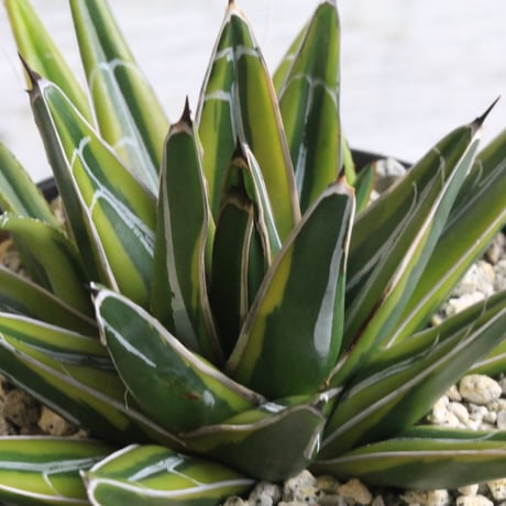 アガベ笹の雪 | STORES