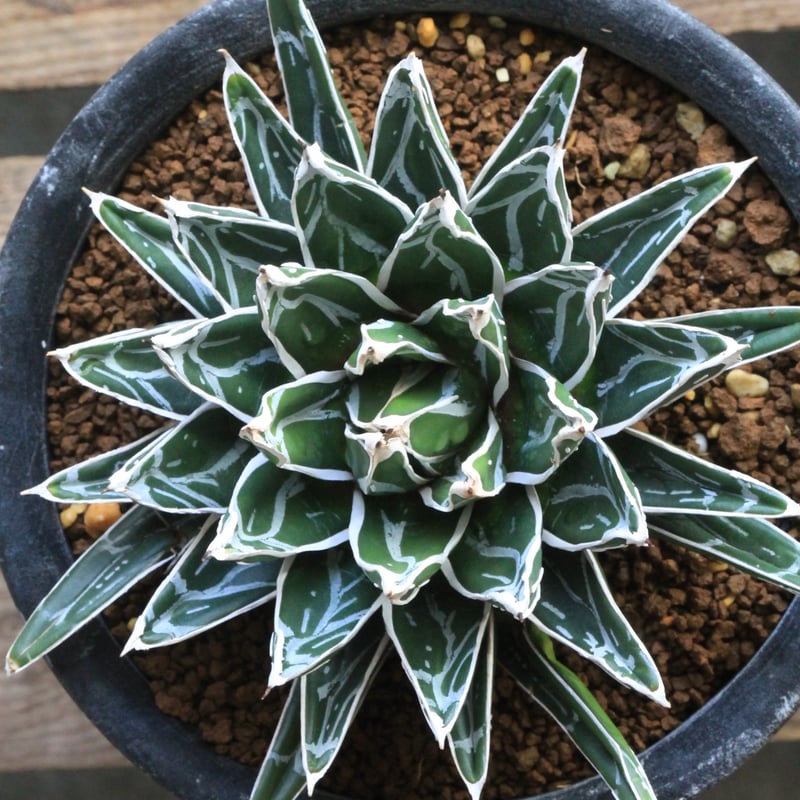 アガベ 姫笹の雪（特ペンキタイプ）3⃣ | botanical.shop