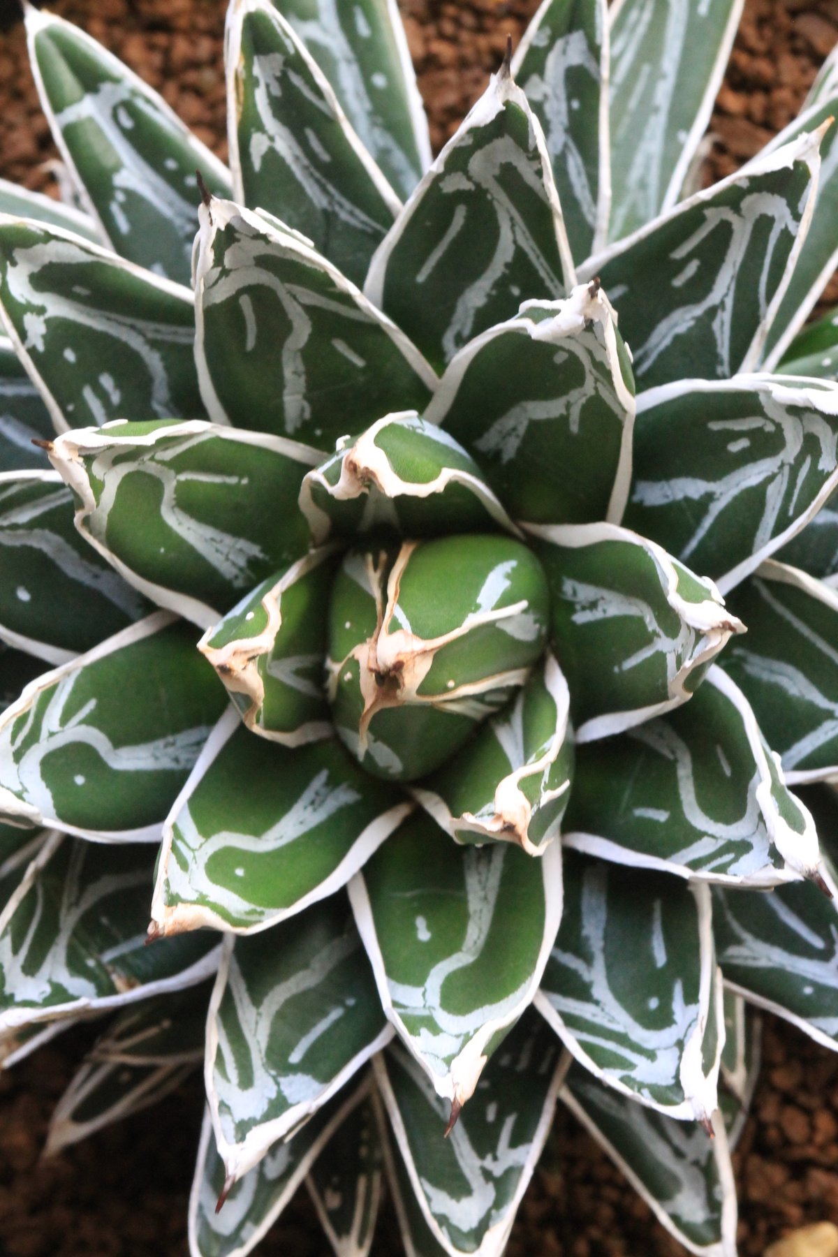 アガベ 姫笹の雪（特ペンキタイプ）2⃣ | botanical.shop