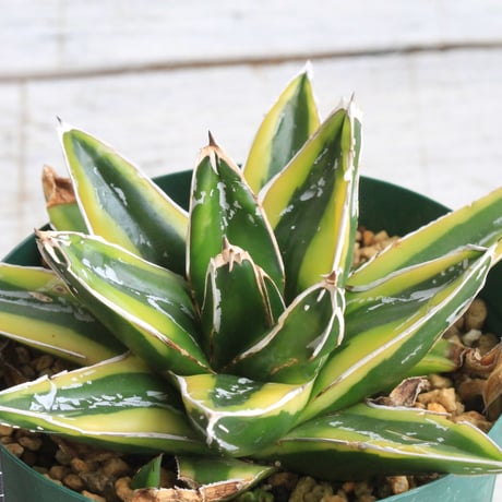 アガベ輝山 | STORES