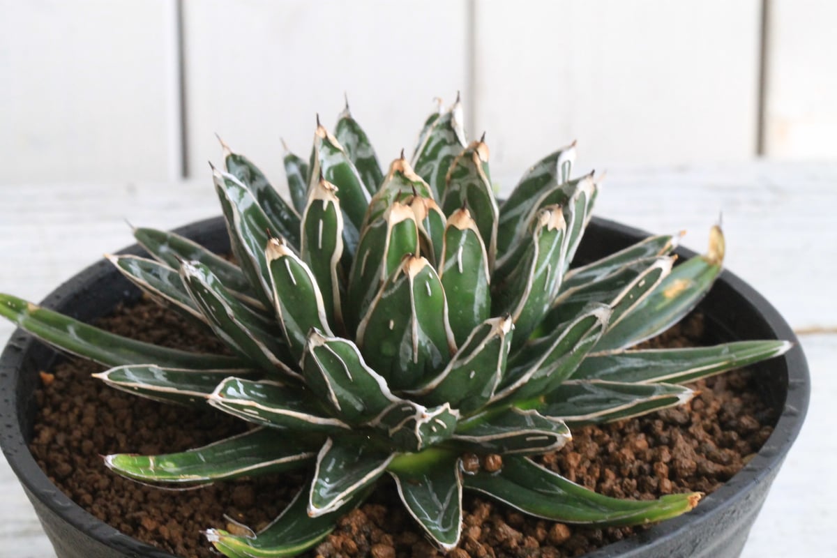 アガベ 姫笹の雪（特ペンキタイプ）① | botanical.shop