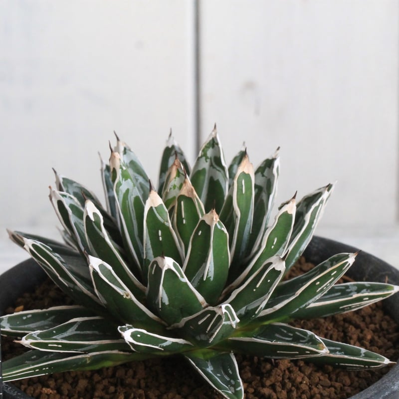 アガベ 姫笹雪 良タイプカキ子 アガベ 姫笹雪 良タイプカキ子 アガベ