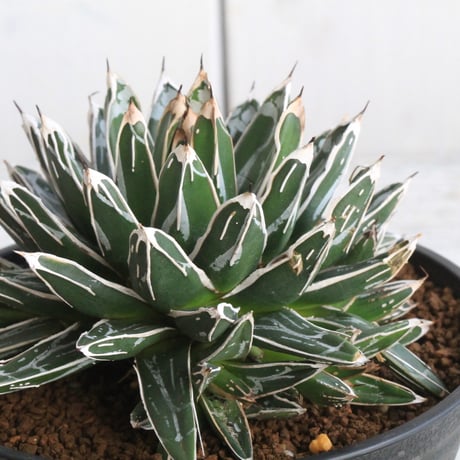 姫笹の雪 | STORES