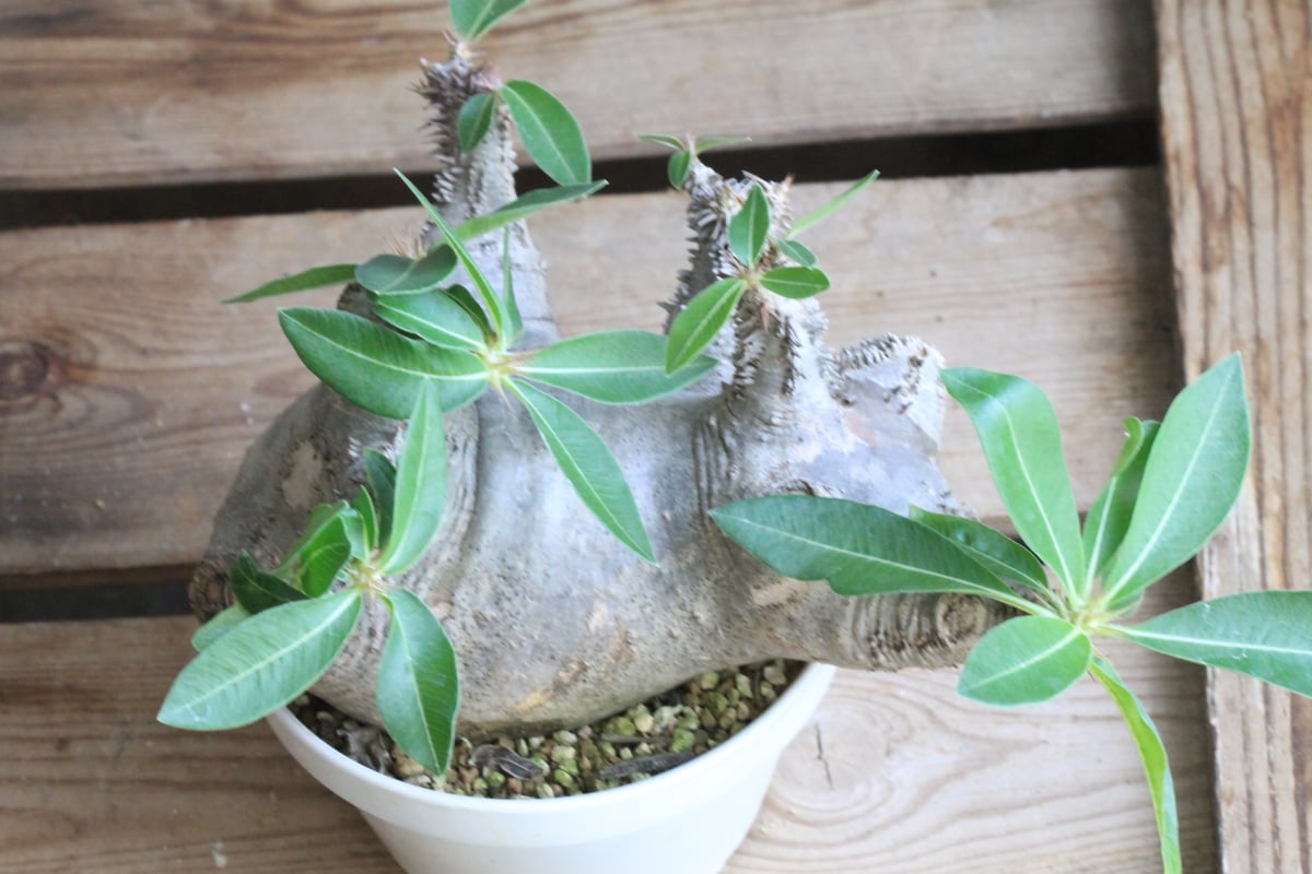 パキポディウム マカイエンセ 現地球 | botanical.shop パキポディウム マカイエンセ 現地球 | botanical.shop